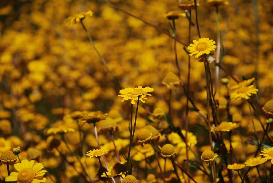 Flowers, Spring, Yellow, plant, nature, autumn, blossom, flowering plant HD wallpaper