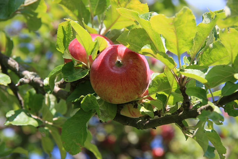 apple, leaf, tree, summer, red, green, culture, bio, branch HD wallpaper