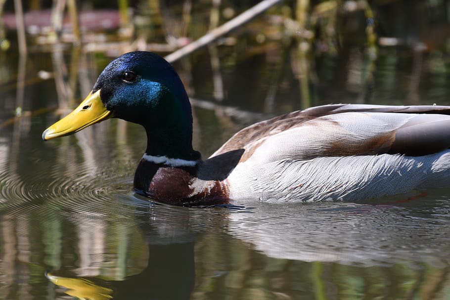 duck, bird, puddle, waters, animal themes, animal wildlife HD wallpaper
