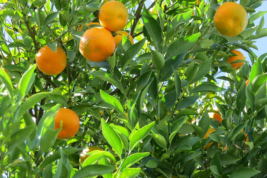 tangerine, citric, tree, nature, fruit, healthy eating, leaf, HD wallpaper
