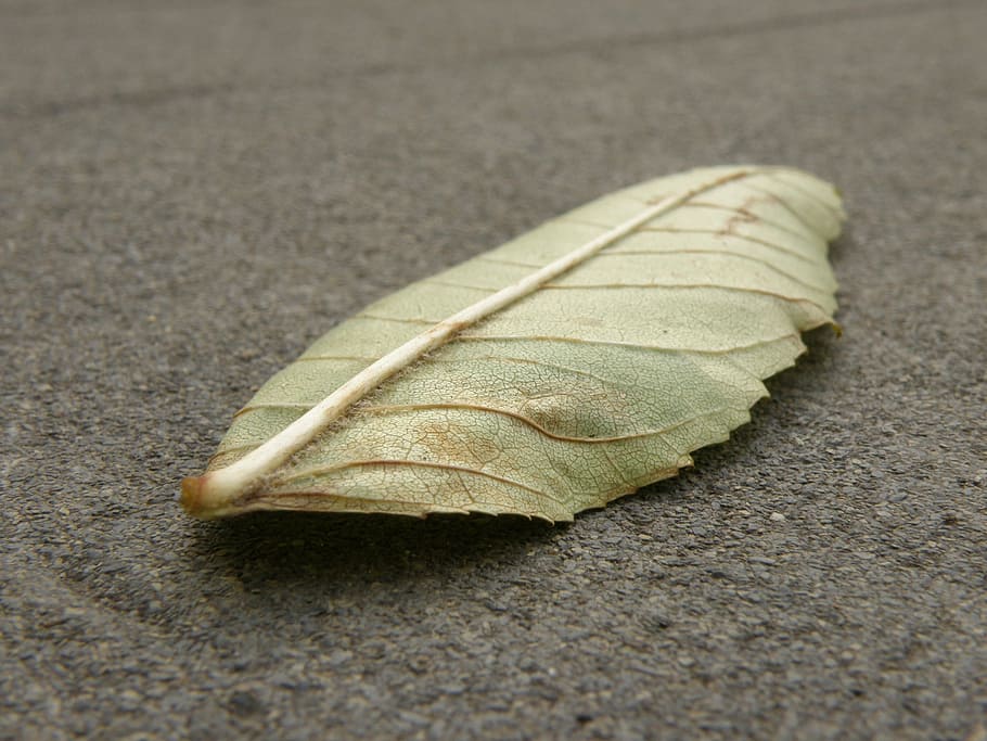 Sheet, Detail, Colored, Ash, leaf, no people, close-up, fragility, HD wallpaper