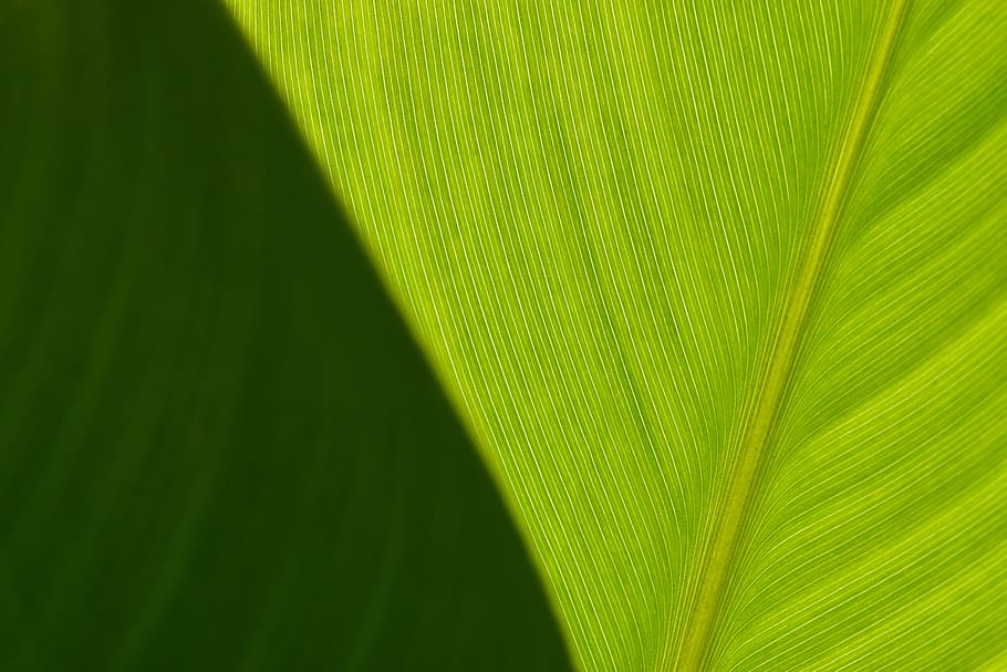 green leaf plant, fauna, texture, shadow, sunlight, closeup HD wallpaper