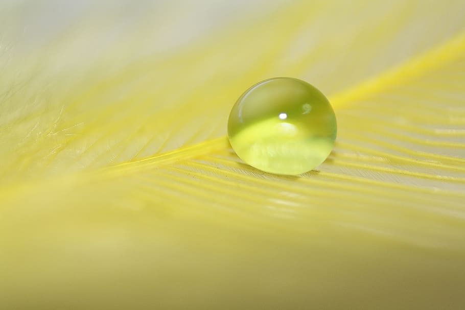 water drop on yellow leaf, droplet, feather, macro, micro, drip HD wallpaper