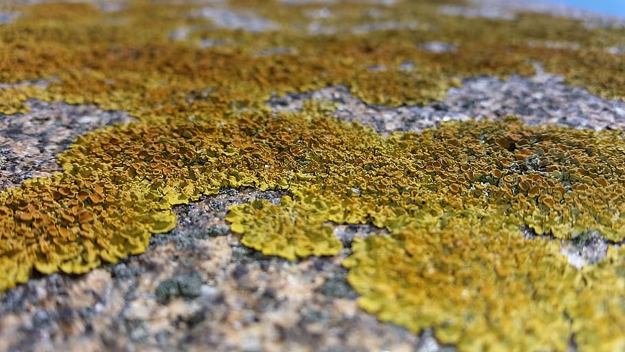 lichen, stone, wall, yellow, orange, moss, fouling, plant, structure HD wallpaper