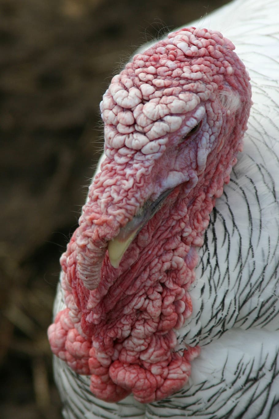 turkey, bauer, bird, nature, bill, hof, farm, head, animal HD wallpaper