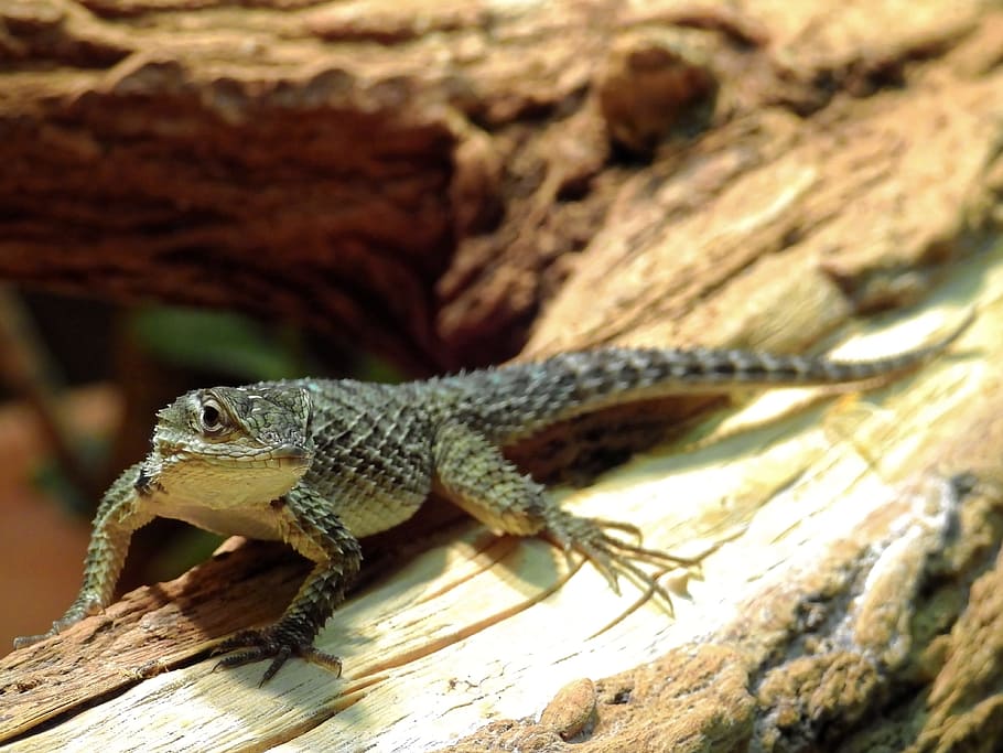 lizard, reptile, animal, creature, nature, animal themes, animal wildlife HD wallpaper