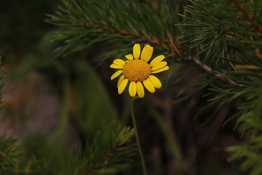 flower, forest, yellow, plant, flowering plant, growth, freshness HD wallpaper