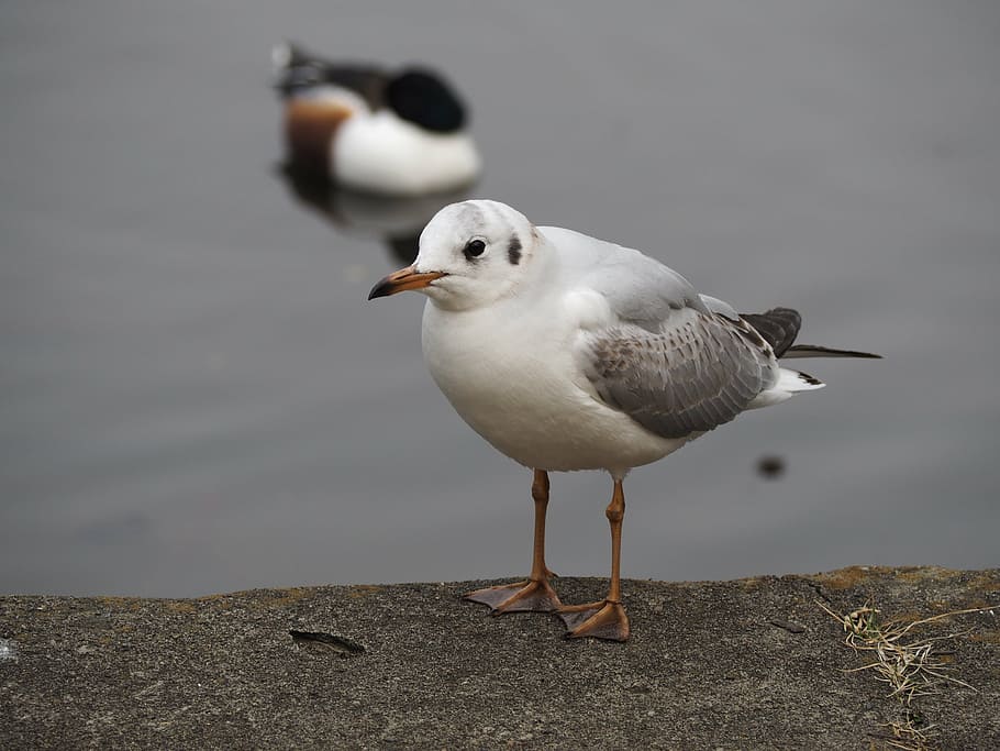 bird, pond, black-headed gull, animal themes, vertebrate, animals in the wild HD wallpaper