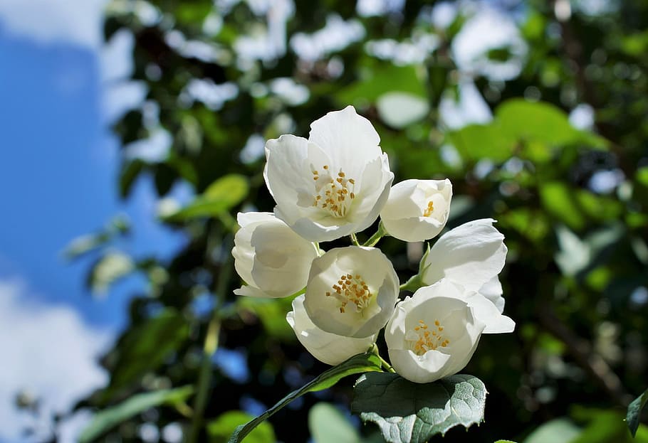 shallow focus photography of white flowers, jasmin, jasmine flower, HD wallpaper