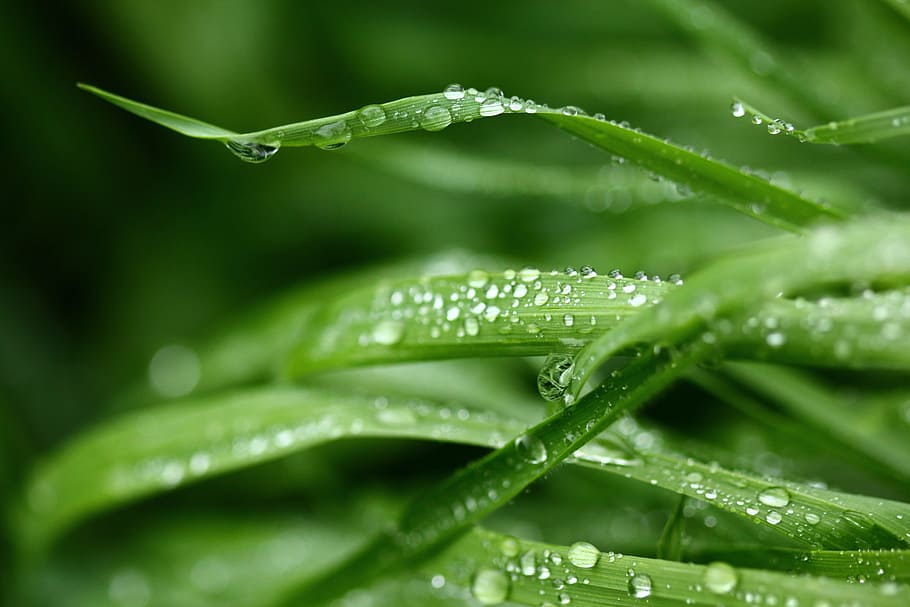 selective focus photography of grasses with dew drops, fresh HD wallpaper