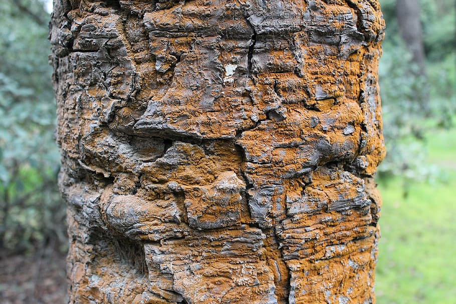 ancient tree, textures, trunk, nature, backgrounds, bark, forest HD wallpaper