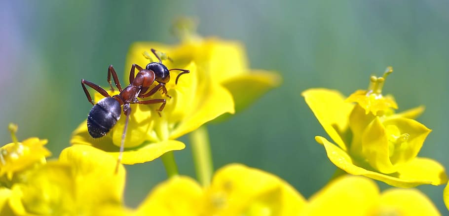 Insect, Nature, Live, yellow, animals in the wild, animal themes HD wallpaper