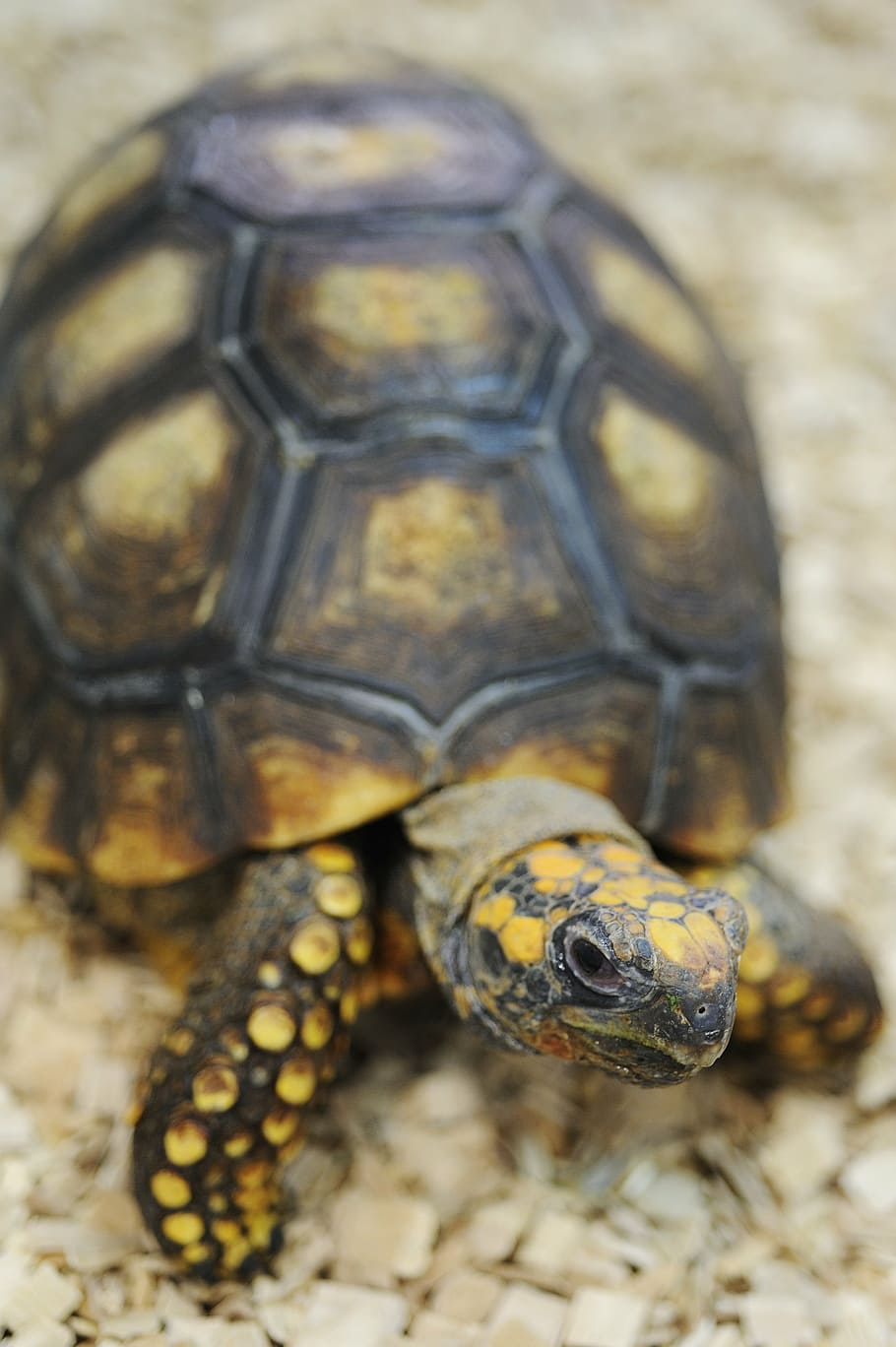 HD wallpaper: turtle, animal, reptile, tortoise, shell, terrestre ...