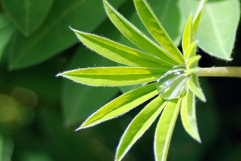 plant, leaf, green, dewdrop, plant part, green color, close-up HD wallpaper