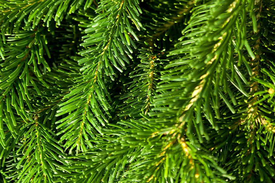 close-up photography of green pine tree, backdrop, branch, coniferous HD wallpaper