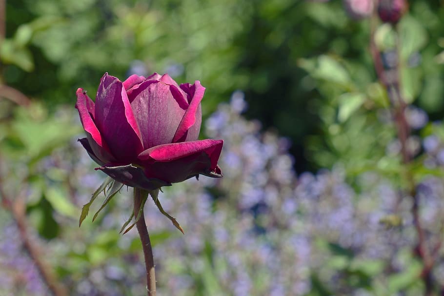 red rose flower selective focus photography, rosebud, violet, HD wallpaper