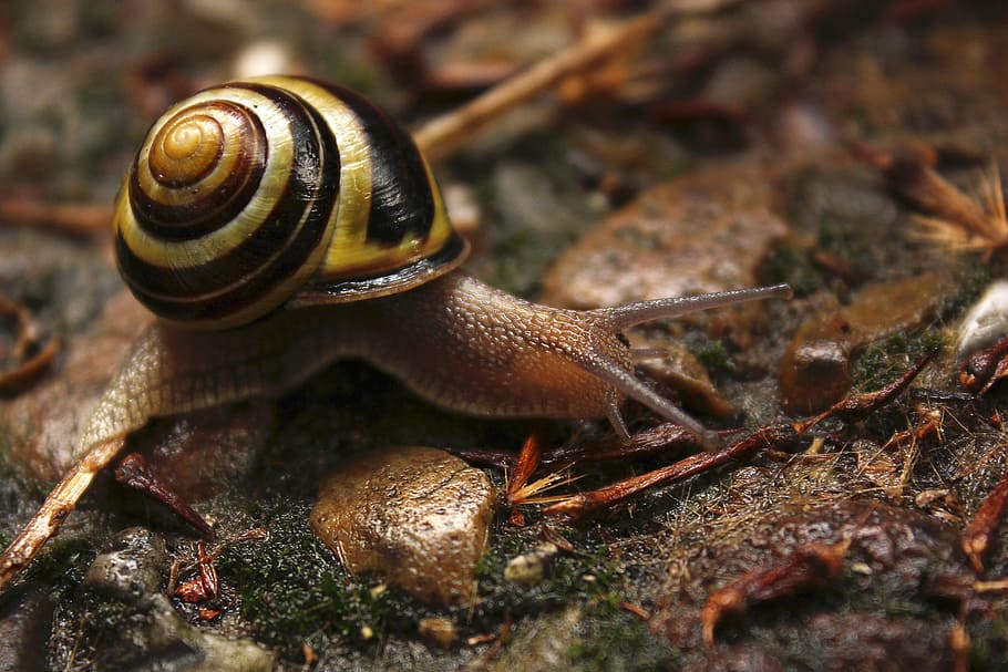 snail, shell, slowly, snail shell, close, ground, molluscs HD wallpaper