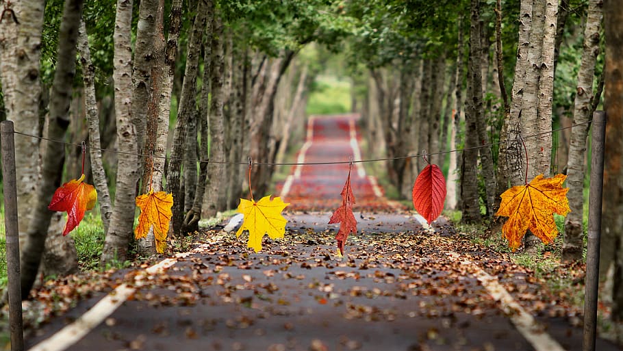 autumn, colorful, fall foliage, fall color, leaves, composing, HD wallpaper