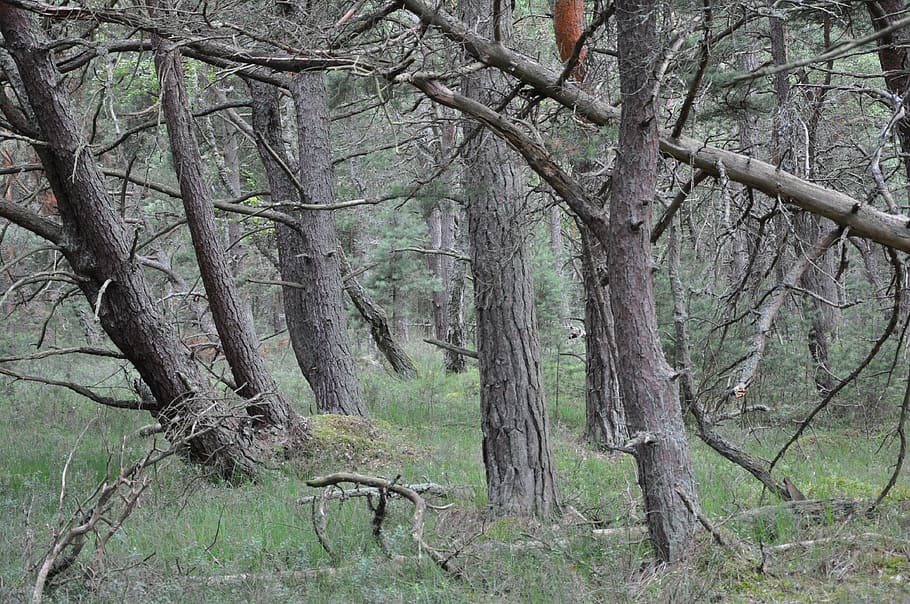 forest, then, tree, vegetation, the bark, nature, plant, trunk HD wallpaper