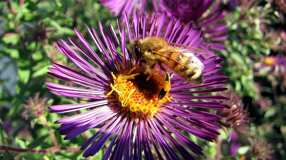 herbstaster, bee, blossom, bloom, insect, pollination, garden HD wallpaper
