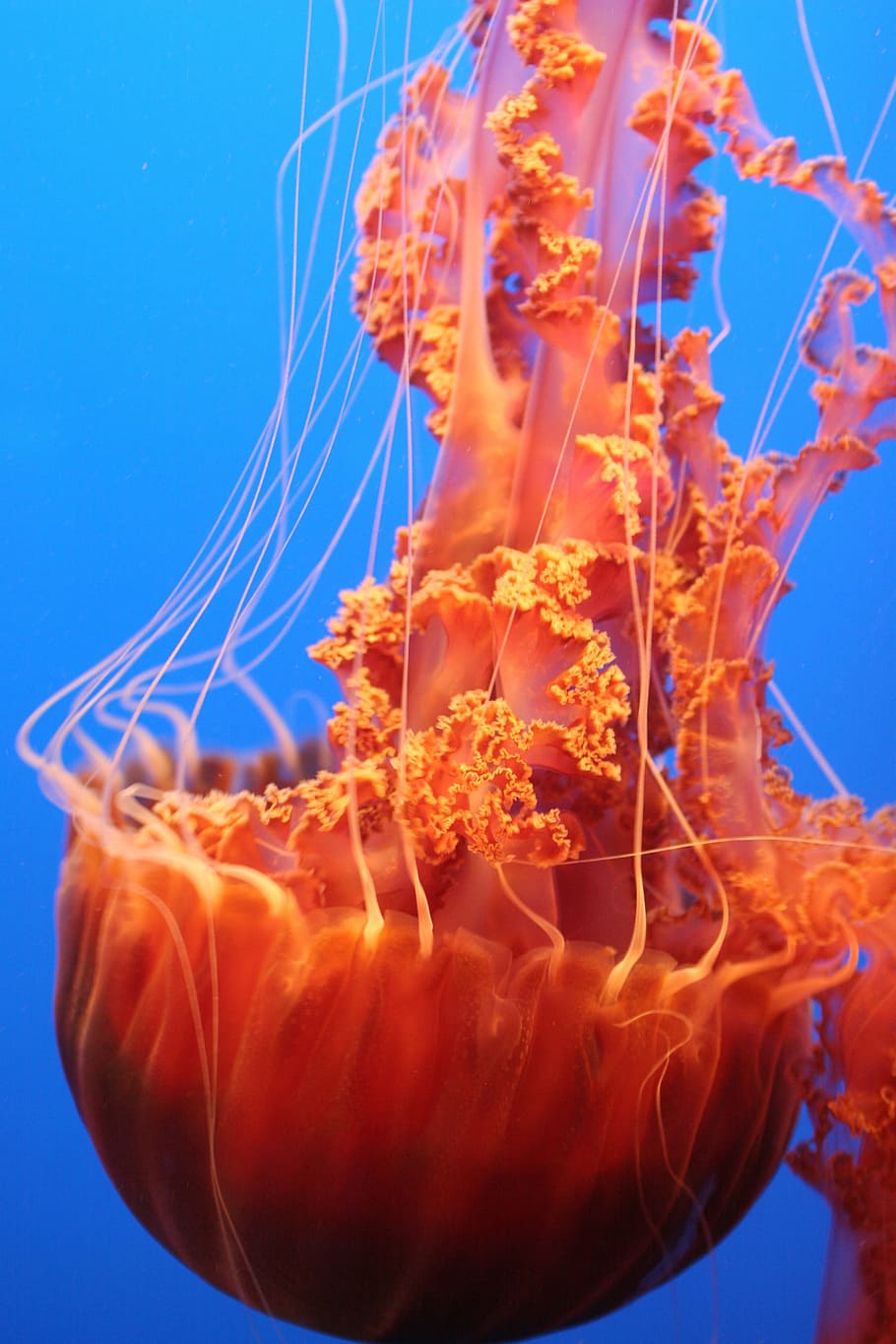 blue, orange, ocean, jelly fish, jellyfish, underwater, sea HD wallpaper
