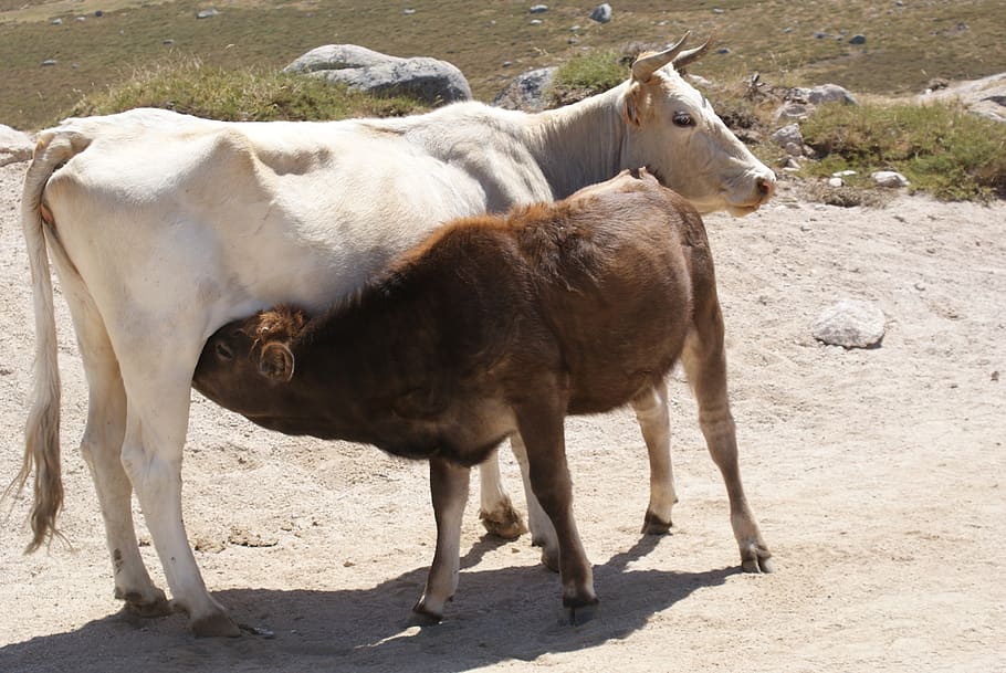animals, cows, ruminants, animal themes, mammal, domestic animals HD wallpaper
