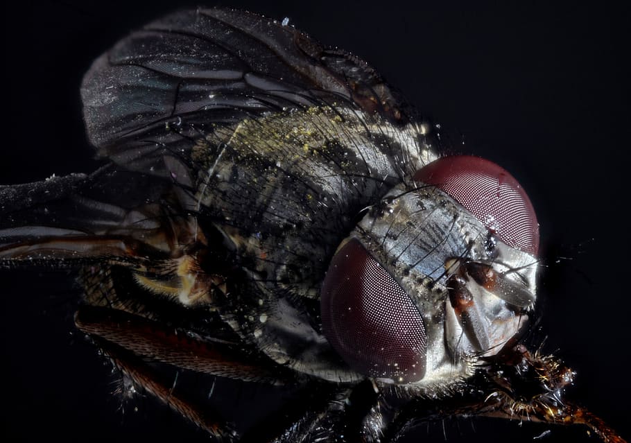 micro photography of housefly, compound, macro, close, insect HD wallpaper