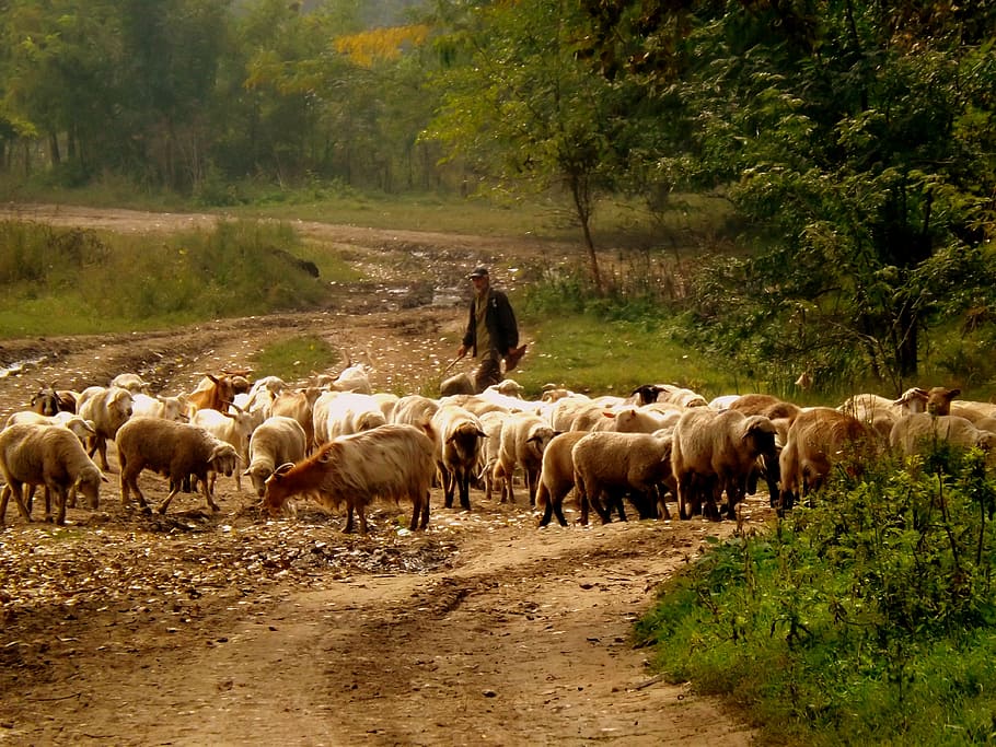 herd of sheep, the flock, camacho, pet, nature, capra, farmer, HD wallpaper
