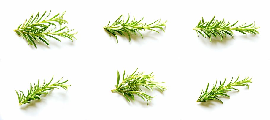 green leaf plants, rosemary, set, collection, natural, organic, HD wallpaper