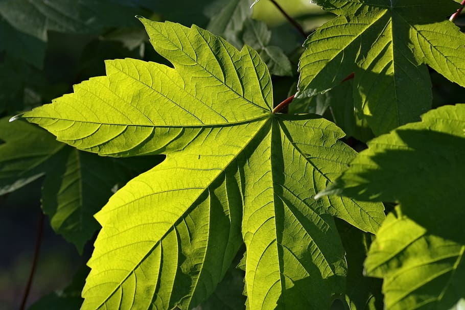 Foliage, Clone, Tree, Garden, green, nature, spring, leaf, green color HD wallpaper