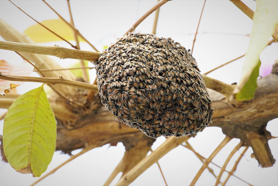 beehive, bee nest, insect, animal, nature, tree, plant, animal themes HD wallpaper