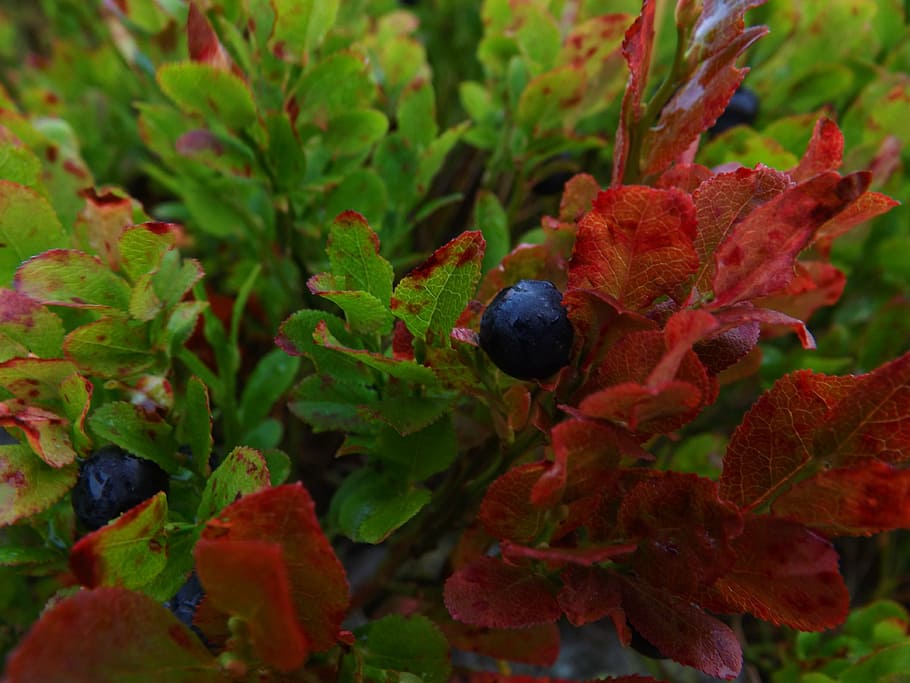 macro, blueberries, bilberry, forest, garden, fruit, healthy eating HD wallpaper