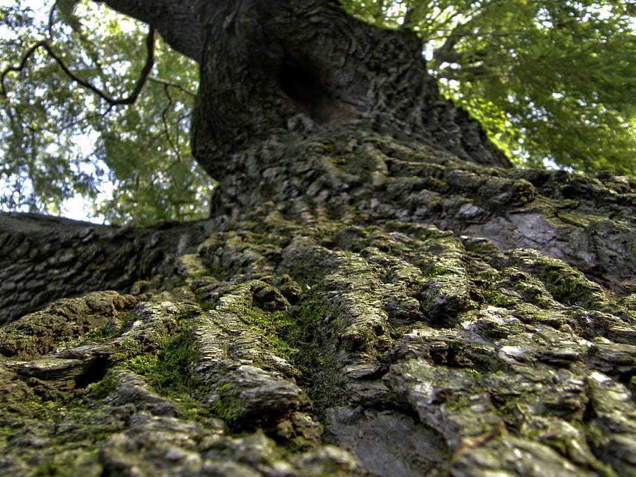 worms view of tree trunk, trees, roots, woods, large, wooden, HD wallpaper