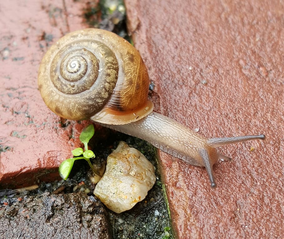 snail, shell, helix, nature, slow, slimy, brown, animal wildlife HD wallpaper