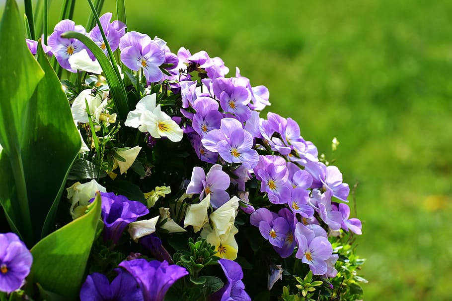 photo of purple petaled flower, pansy, flowers, spring, meadow HD wallpaper