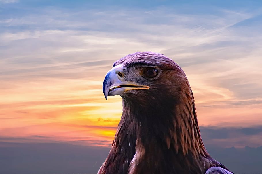 brown american eagle, golden eagle, bird, nature, wildlife HD wallpaper