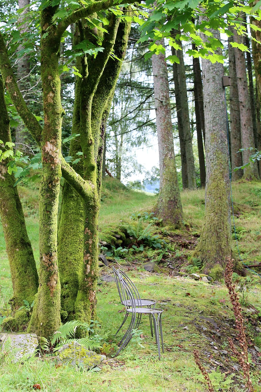 vista, view, opening, clearing, trees, landscape, chair, restful HD wallpaper