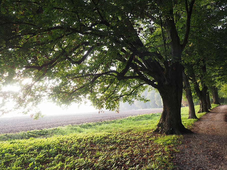 green leaf tree, avenue, back light, sun, field, away, sky HD wallpaper