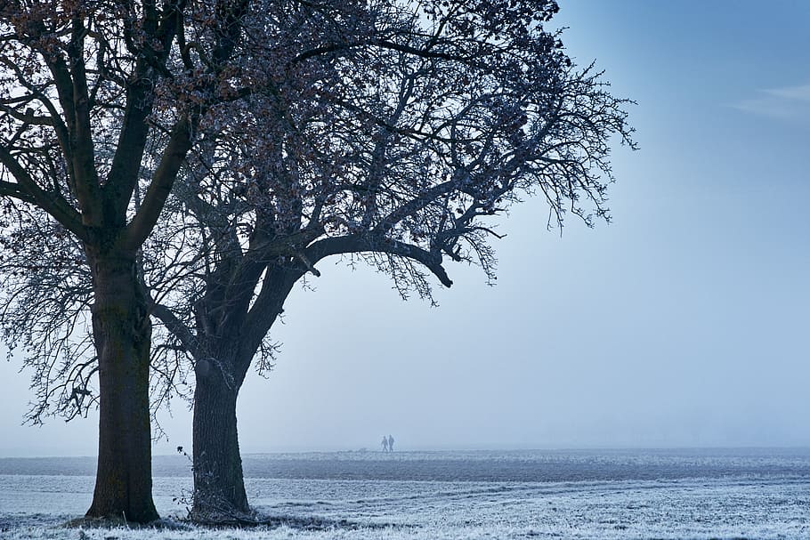 blue, cold, winter, snow, wintry, frost, snow landscape, winter cold HD wallpaper