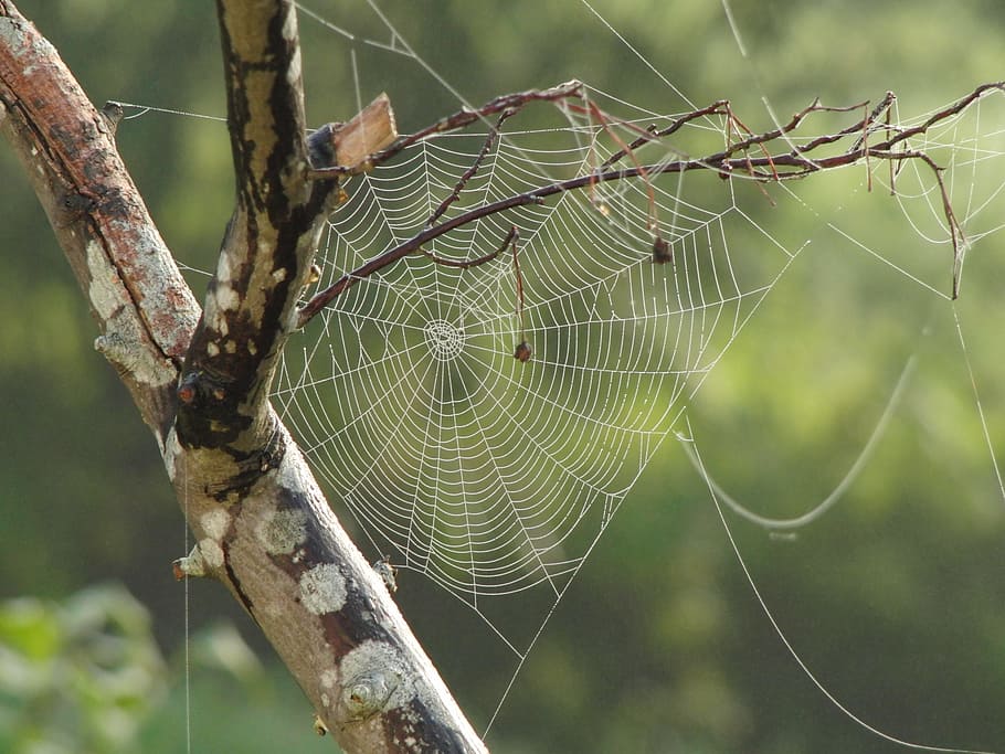 spider web in closeup photography, tree, branches, pattern HD wallpaper