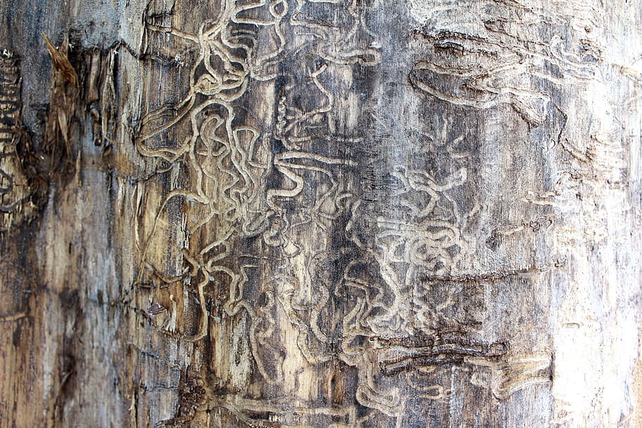 close-up photo of brown tree trunk, termite, tracks, damage HD wallpaper