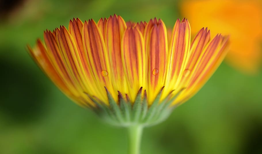 flower, nature, spring, natural, summer, plant, floral, green HD wallpaper