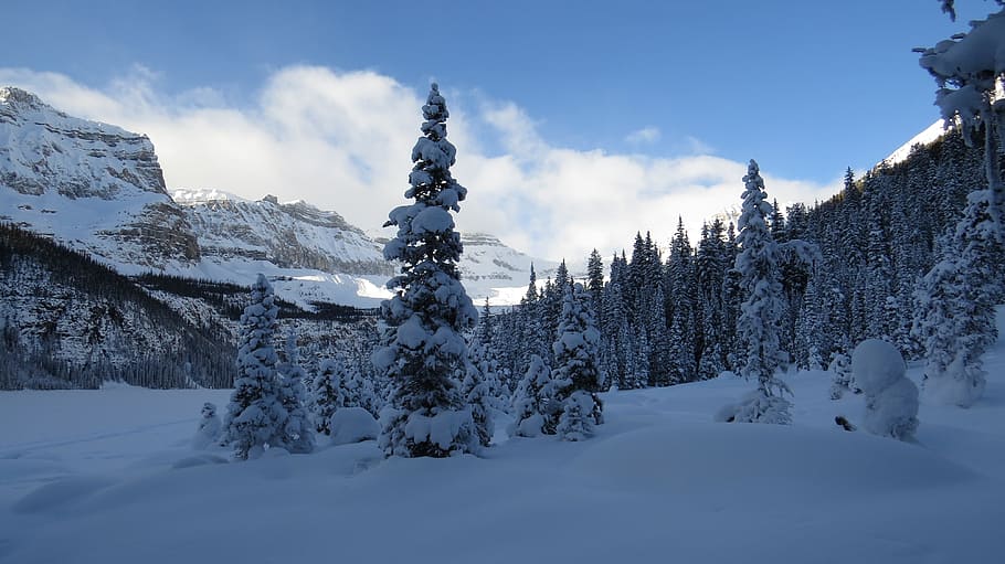 nature, alberta, canada, winter, banff, national park, snow HD wallpaper