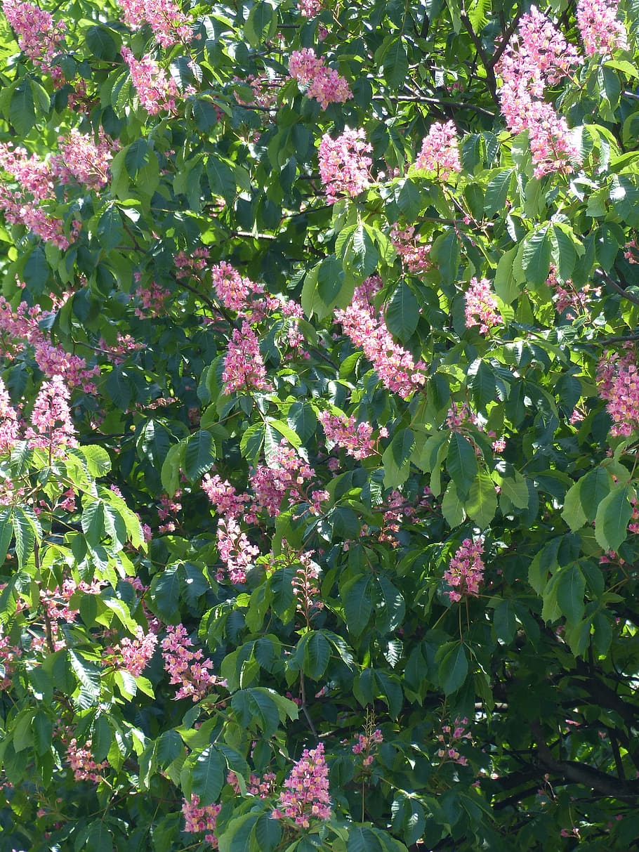 Red Buckeye, Chestnut Tree, flesh red horse chestnut, red flowering buckeye, HD wallpaper