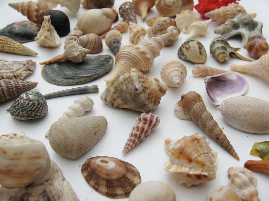 seashell lot, mussels, marine gastropods, meeresbewohner, macro, HD wallpaper
