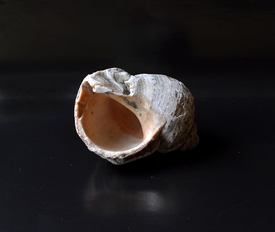 shell, clam shell, snail shell, black background, single object HD wallpaper
