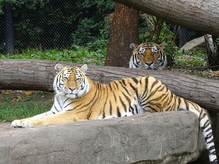 tiger, striped, predator, animal wildlife, feline, cat, big cat HD wallpaper