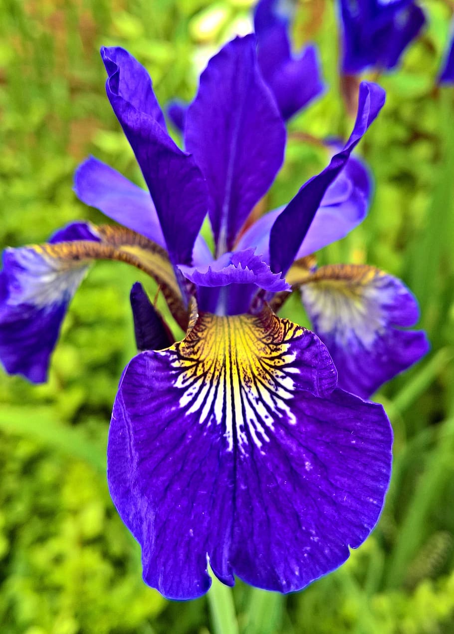 HD wallpaper purple and yellow iris flower closeup photography at ...