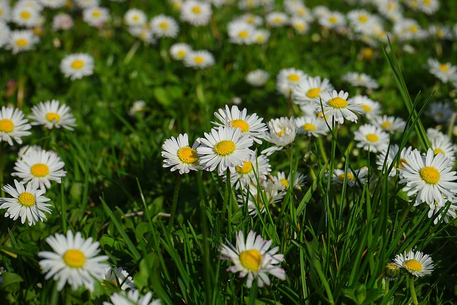 daisy, flower, blossom, bloom, white, bellis philosophy, multiannual daisy HD wallpaper