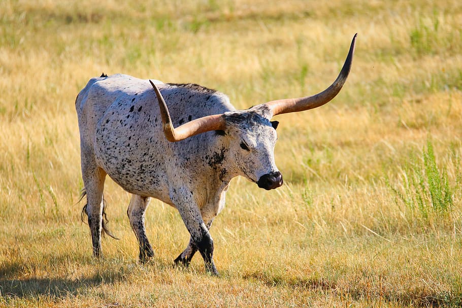 gray four legged animal on green grass field, white buffalo, grassland